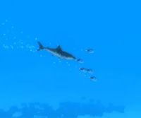 HOSTILE WATERS